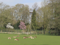 902962 Gezicht op de dierenweide in Park Oog in Al te Utrecht, met enkele damherten en een broedende ooievaar op het ...